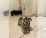 Small Photo #9 Schnoodle (Miniature) Puppy For Sale in BAKERSFIELD, CA, USA