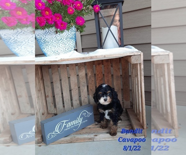 Medium Photo #1 Cavapoo Puppy For Sale in SHIPSHEWANA, IN, USA