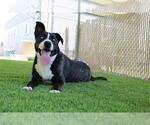 Small #2 American Pit Bull Terrier Mix