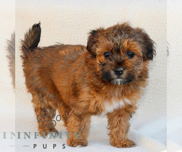 Medium Photo #1 Poovanese Puppy For Sale in NEWMANSTOWN, PA, USA