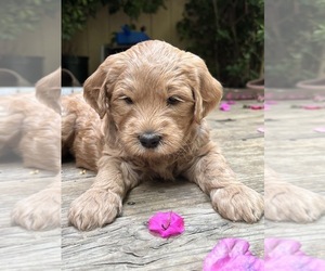 Goldendoodle Puppy for Sale in CASTRO VALLEY, California USA