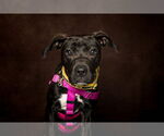 Small #2 American Pit Bull Terrier Mix