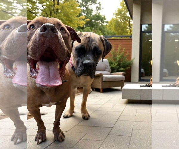 Medium Photo #3 Dogue de Bordeaux Puppy For Sale in Goodyear, AZ, USA