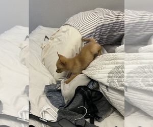 Chihuahua Puppy for sale in DEL VALLE, TX, USA