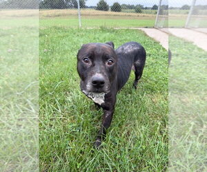 King - Male American Staffordshire Terrier Dog for Adoption - Photo #3