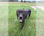 Small Photo #3 American Staffordshire Terrier Puppy For Sale in Pierceton , IN, USA