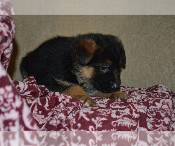 Medium Photo #2 German Shepherd Dog Puppy For Sale in GREENWOOD, WI, USA