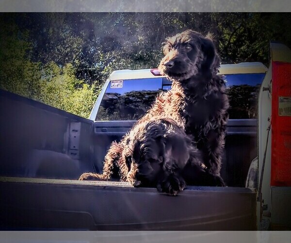 Medium Photo #1 Labradoodle Puppy For Sale in SUMMERVILLE, SC, USA