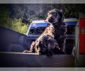 Labradoodle Puppy for sale in SUMMERVILLE, SC, USA