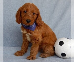 Goldendoodle Puppy for sale in MILLERSBURG, OH, USA