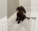 Small Photo #4 Labrador Retriever Puppy For Sale in RANCHO CUCAMONGA, CA, USA