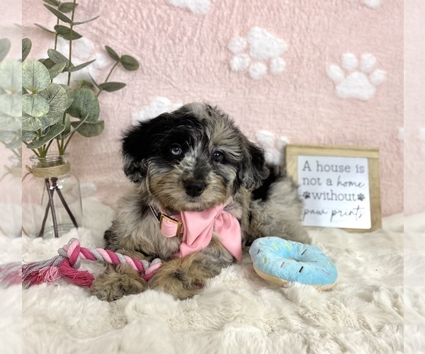 Medium Photo #5 Bernedoodle (Miniature) Puppy For Sale in NOBLESVILLE, IN, USA