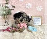Small #4 Bernedoodle (Miniature)