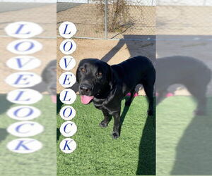 Labrador Retriever-Unknown Mix Dogs for adoption in San Diego, CA, USA