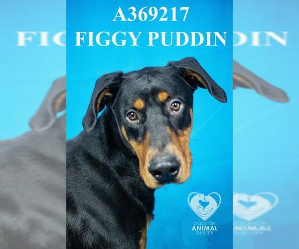 Medium Photo #1 Doberman Pinscher Puppy For Sale in Stockton, CA, USA