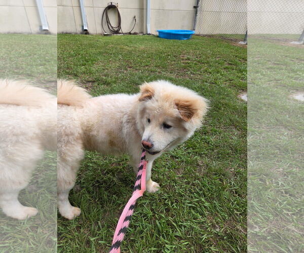 Medium Photo #2 Chow Chow Puppy For Sale in Prescott, Ontario, Canada