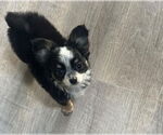 Small #2 Chihuahua Mix