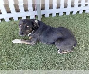 Mutt Dogs for adoption in Modesto, CA, USA