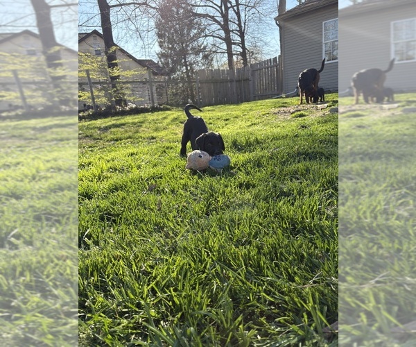 Medium Photo #3 Great Dane-Sheepadoodle Mix Puppy For Sale in EGG HARBOR CITY, NJ, USA