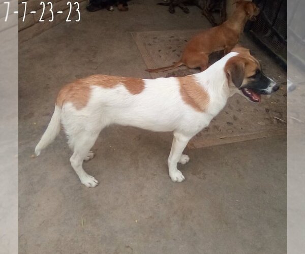Medium Photo #1 Mutt Puppy For Sale in Apple Valley, CA, USA