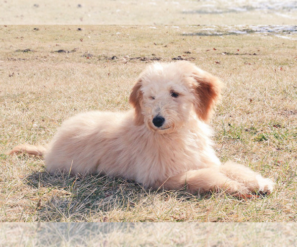 Medium Photo #34 Goldendoodle Puppy For Sale in CARLOCK, IL, USA