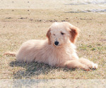 Small Photo #34 Goldendoodle Puppy For Sale in CARLOCK, IL, USA