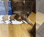 Small #6 Redbone Coonhound Mix