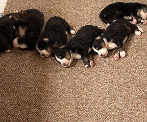 Bernese Mountain Dog Litter for sale in EMLENTON, PA, USA