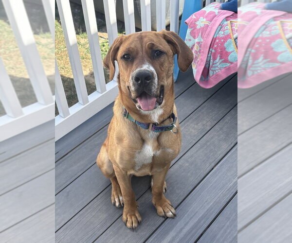 Medium Photo #22 Coonhound-Labrador Retriever Mix Puppy For Sale in Brewster, NY, USA