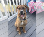 Small #21 Coonhound-Labrador Retriever Mix
