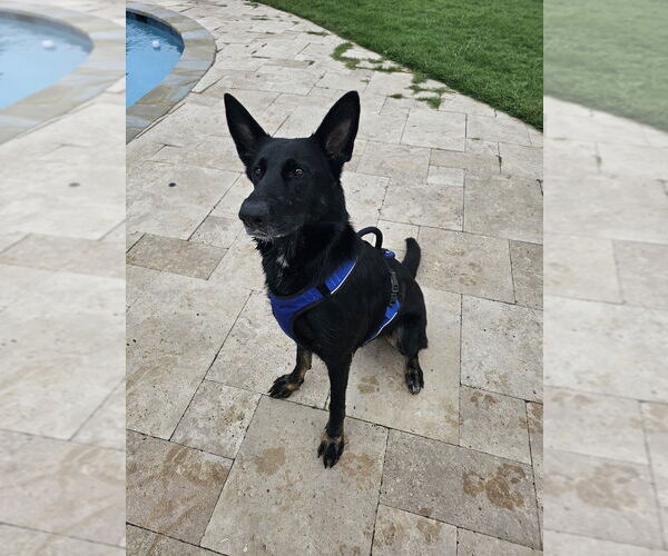 Medium Photo #1 German Shepherd Dog Puppy For Sale in Mt. Airy, MD, USA