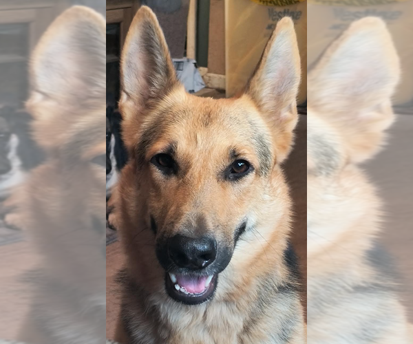 Medium Photo #4 German Shepherd Dog Puppy For Sale in Kansas City, MO, USA