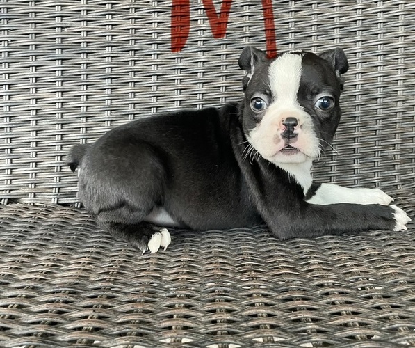 Medium Photo #1 Boston Terrier Puppy For Sale in CHARLOTTESVILLE, VA, USA