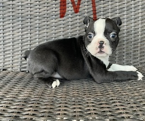 Boston Terrier Puppy for sale in CHARLOTTESVILLE, VA, USA
