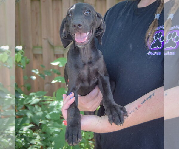 Medium Photo #2 Coonhound-Unknown Mix Puppy For Sale in Huntley, IL, USA