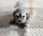 Small Photo #8 Zuchon Puppy For Sale in SHAWNEE, KS, USA