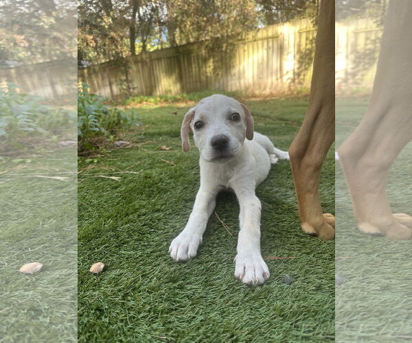 Medium Photo #1 Labrador Retriever-Unknown Mix Puppy For Sale in The Woodlands, TX, USA