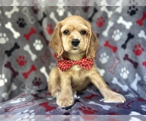 Cocker Spaniel Puppy for sale in LAKELAND, FL, USA