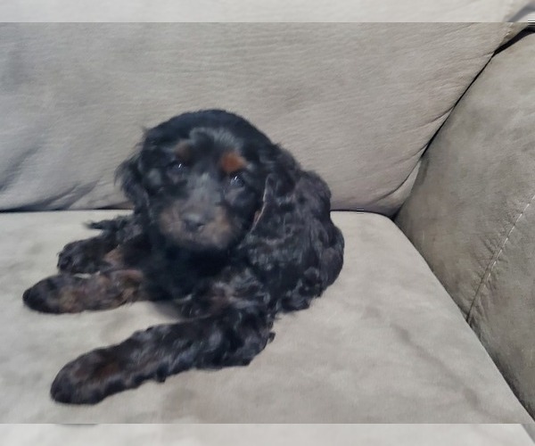 Medium Photo #4 Cavapoo Puppy For Sale in ELKHART, IN, USA