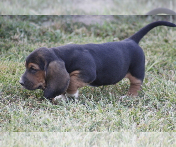 Medium Photo #5 Basset Hound Puppy For Sale in MEMPHIS, MO, USA