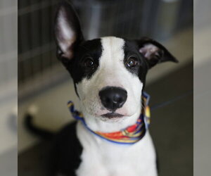 Bull Terrier-Unknown Mix Dogs for adoption in San Antonio, TX, USA