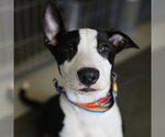 Small Bull Terrier Mix