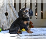 Small #3 Cavapoo
