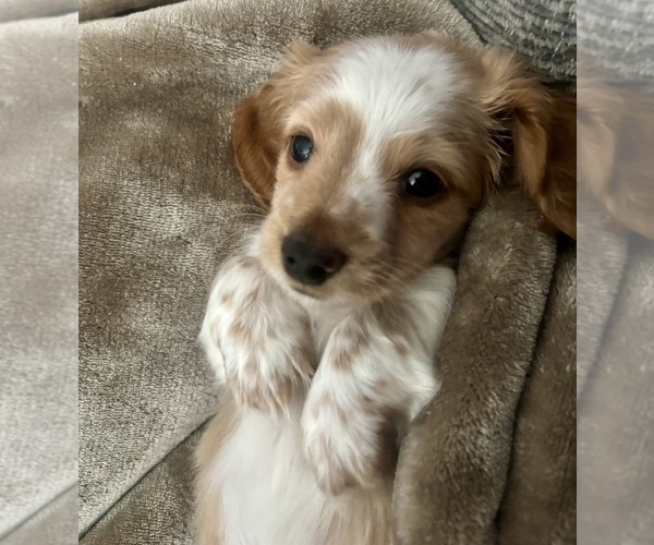 Medium Photo #1 Dachshund Puppy For Sale in DELTONA, FL, USA