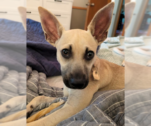Chihuahua-Unknown Mix Dogs for adoption in Brooklyn Center, MN, USA