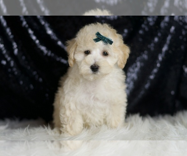 Medium Photo #93 Maltipoo (Miniature) Puppy For Sale in WARSAW, IN, USA