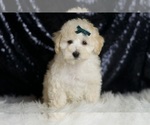 Small Photo #93 Maltipoo (Miniature) Puppy For Sale in WARSAW, IN, USA