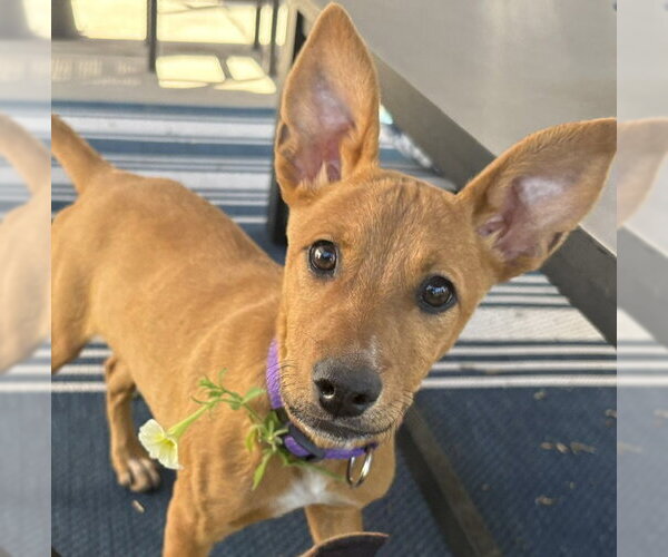 Medium Photo #8 Mutt Puppy For Sale in Sandy, UT, USA