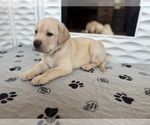 Small #17 Labrador Retriever