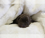 Puppy Mercer Labrador Retriever